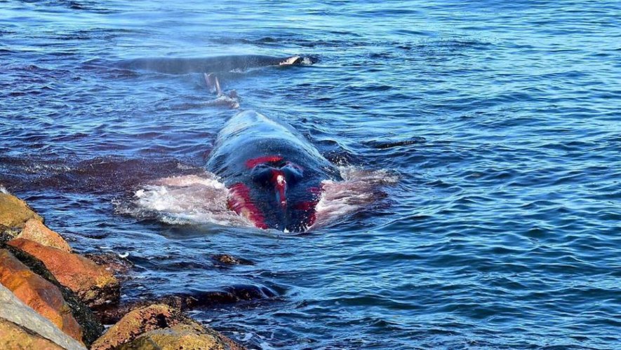 Baleines mutilées en Méditerranée : LAGARDE veut en finir en baissant la vitesse des navires